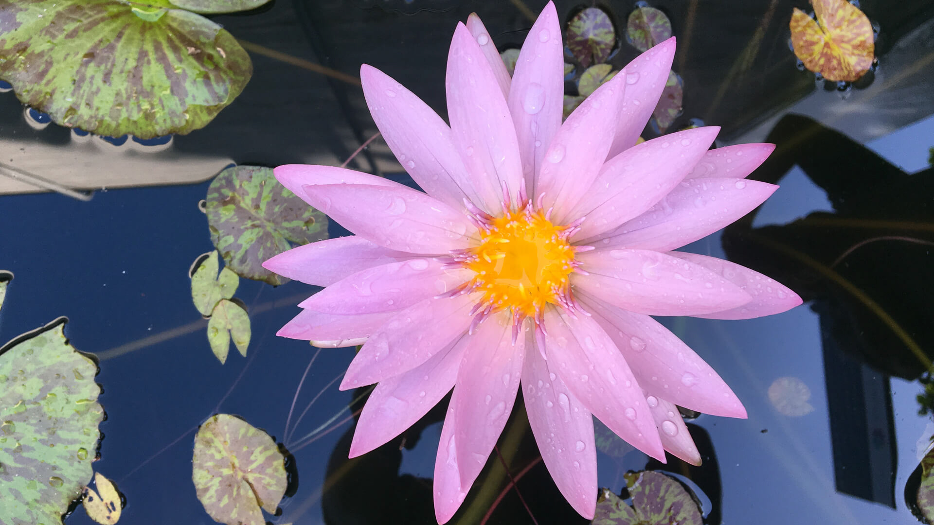 
Notice: Undefined variable: alt_key_wordsRecord in /home/fofo2559/public_html/summary_sydney.php on line 247
